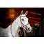 Rambo Micklem 2 Competition Bridle WITHOUT Reins Dark Havana